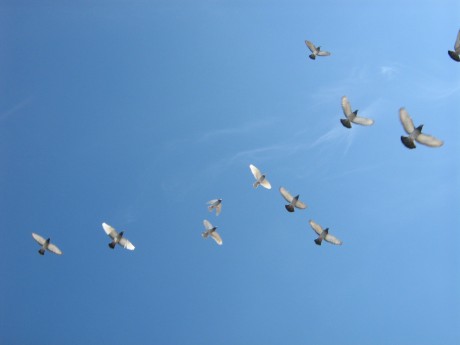 Flying-birds